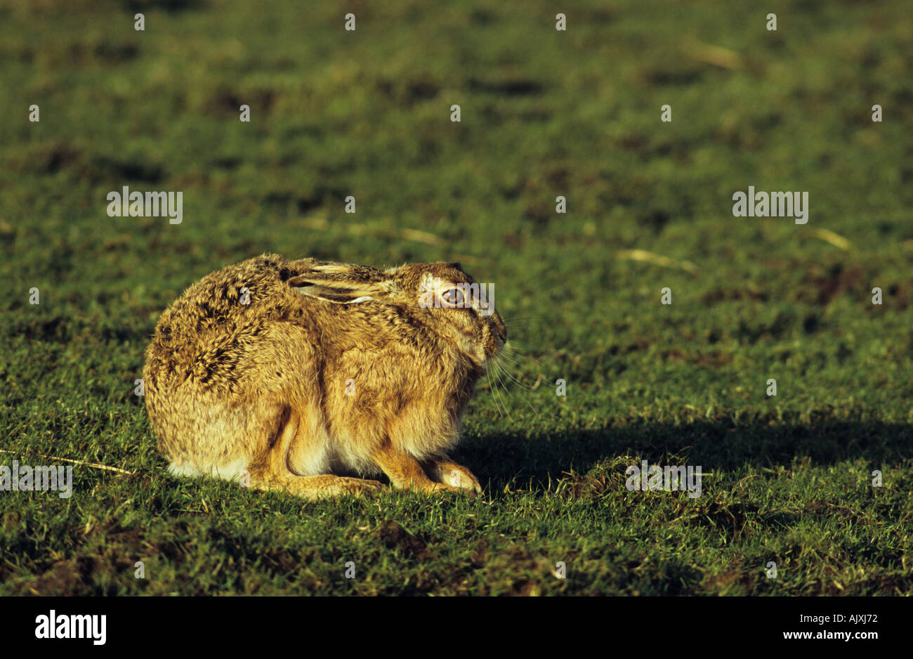 Lièvre brun Lepus capensis Banque D'Images