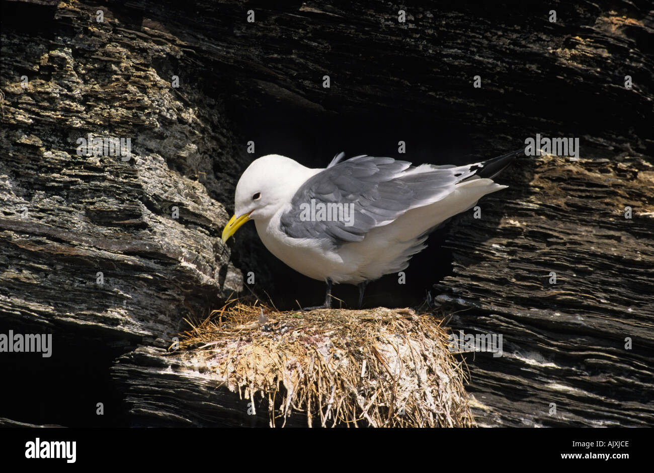 Mouette tridactyle (Rissa tridactyla) Banque D'Images