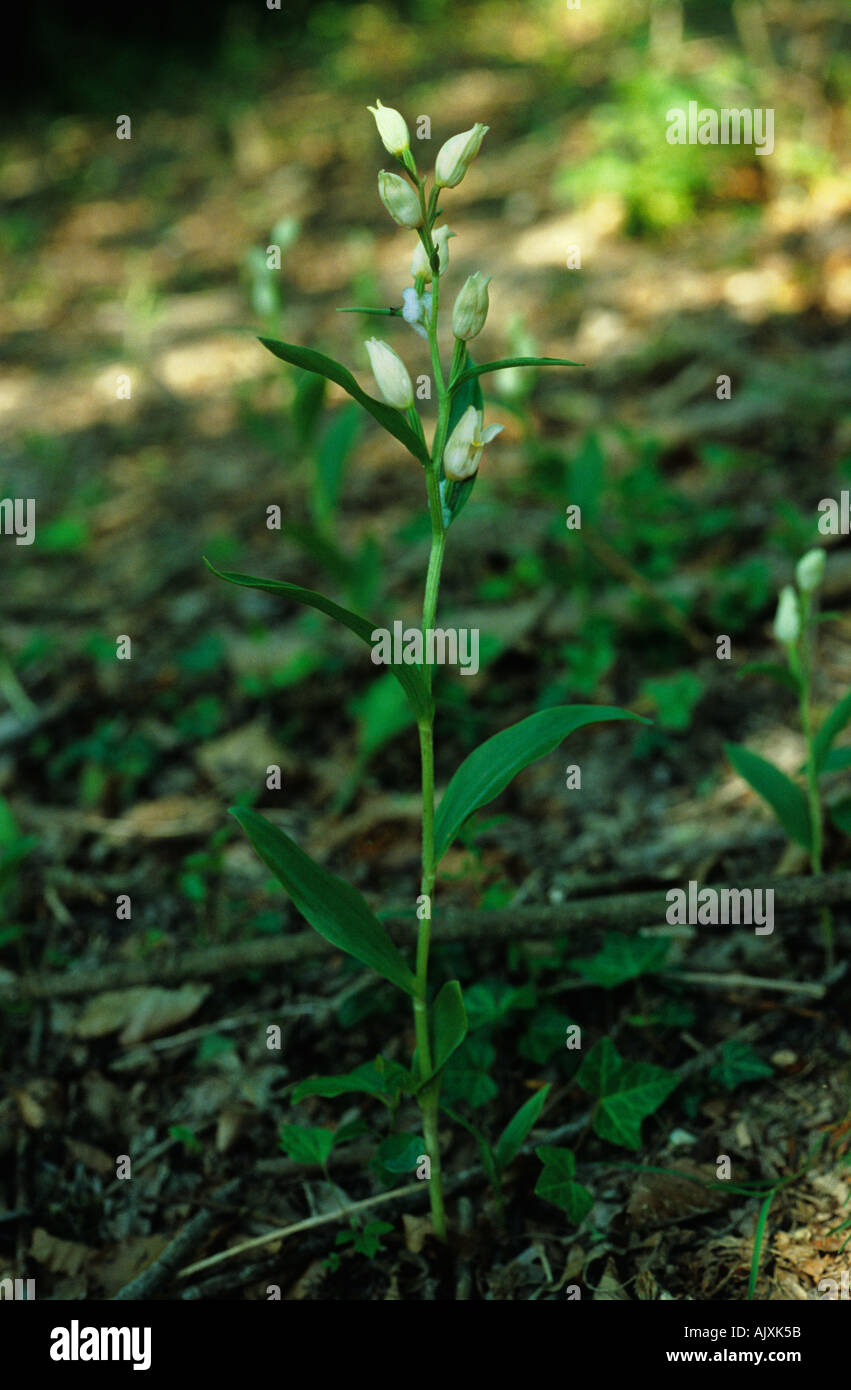 Cephalanthera damasonium Cephalanthère blanc Banque D'Images