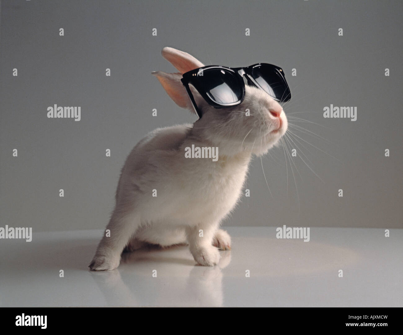 Studio image d'animal lapin blanc portant des lunettes de soleil Photo  Stock - Alamy