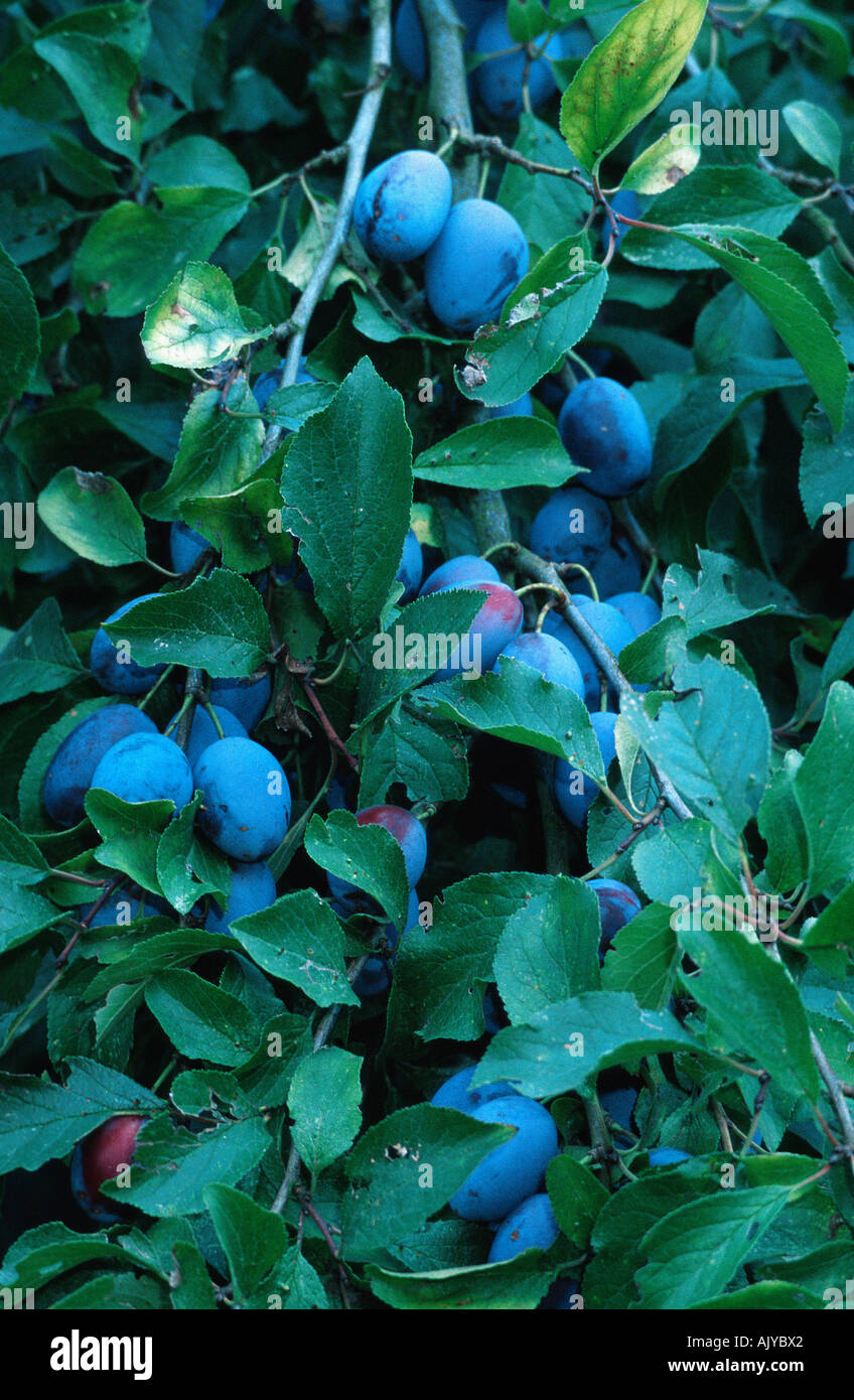 Les prunes sur arbre / Pflaumen am Baum Banque D'Images