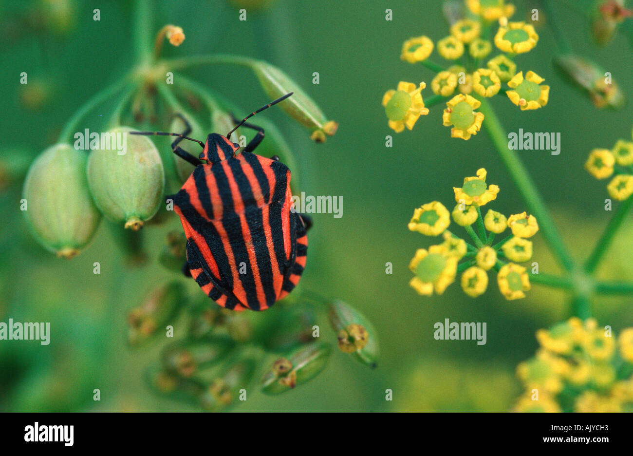 Shieldbug / Streifenwanze Schildwanze / Gestreifte Banque D'Images