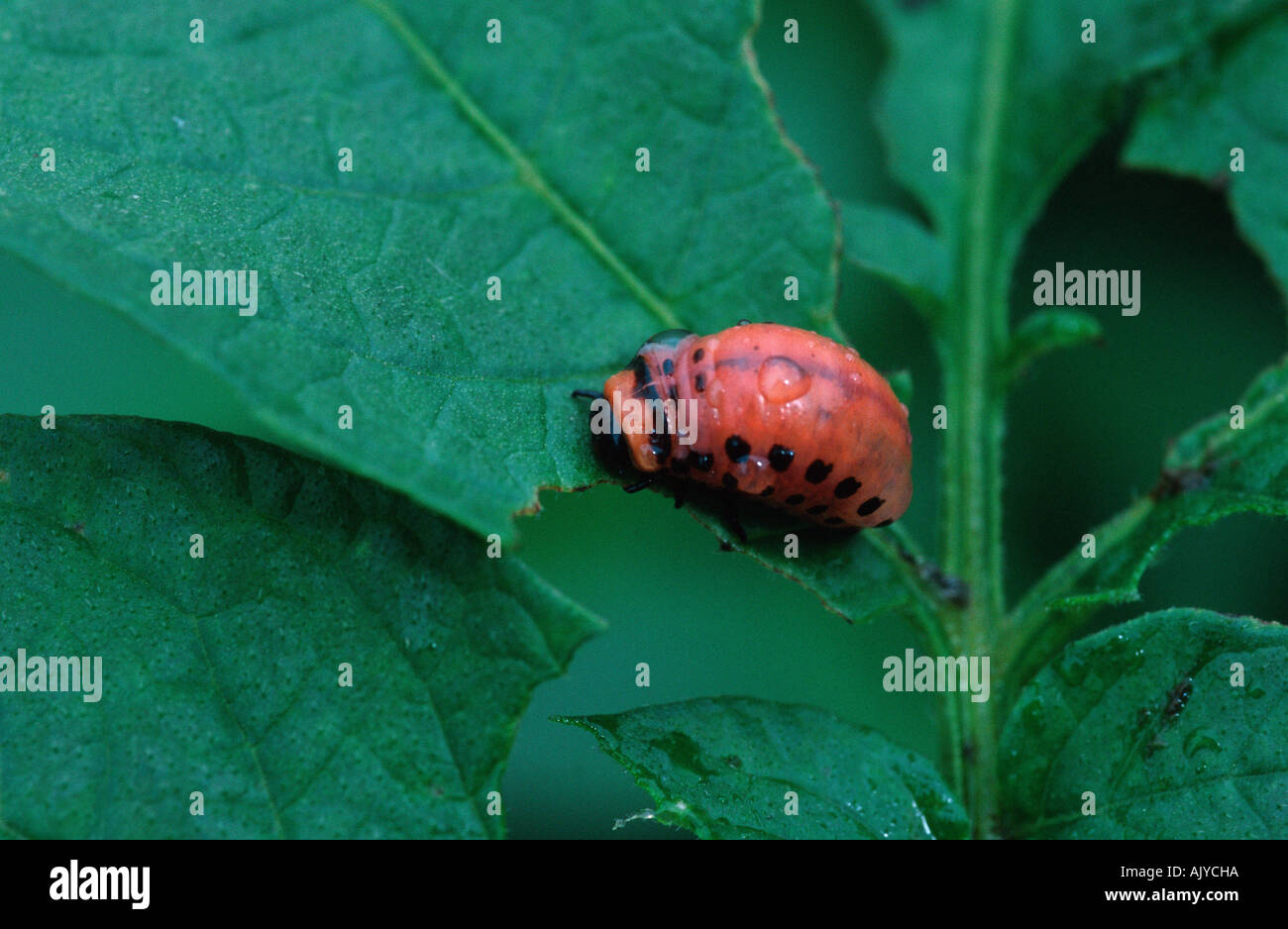 Pomme de Colorado Beetle / Koloradokaefer Kartoffelkaefer / Banque D'Images