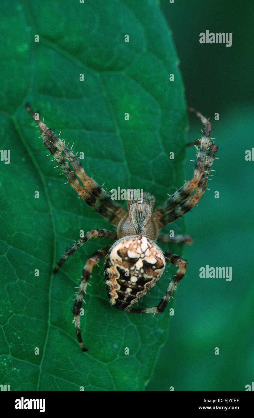 / Gartenkreuzspinne Orbweaver Cross / Kreuzspinne Gemeine Banque D'Images