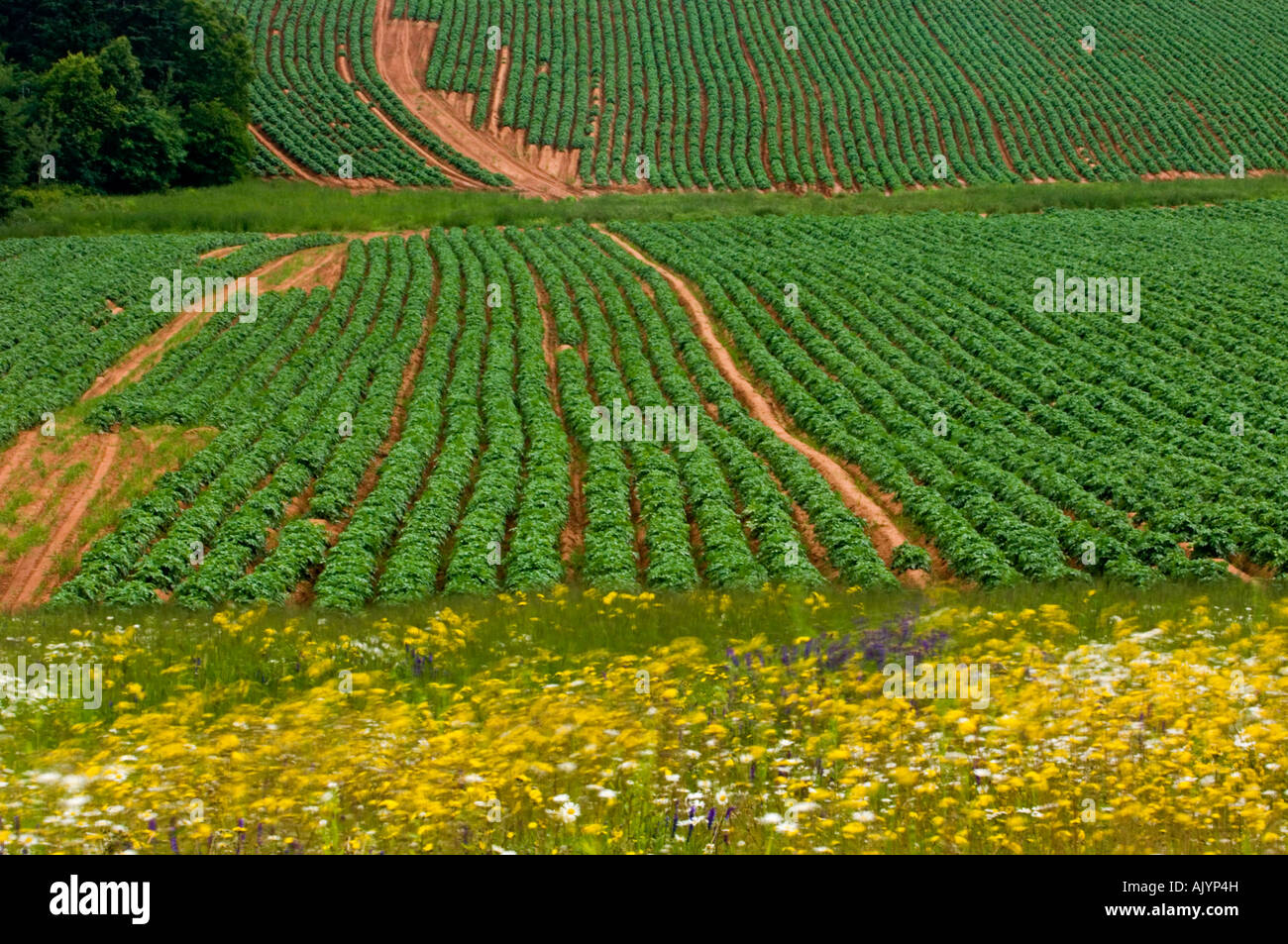 Champ de pommes de terre et de fleurs sauvages, Clinton, PE/Île-du-Prince Edward Island, Canada Banque D'Images