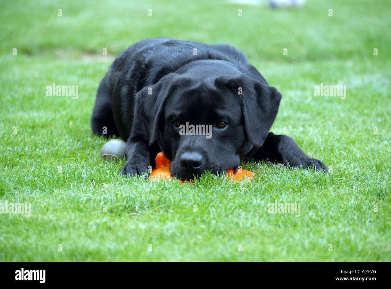 Labrador retriever jouant avec équipes de frisbee Banque D'Images
