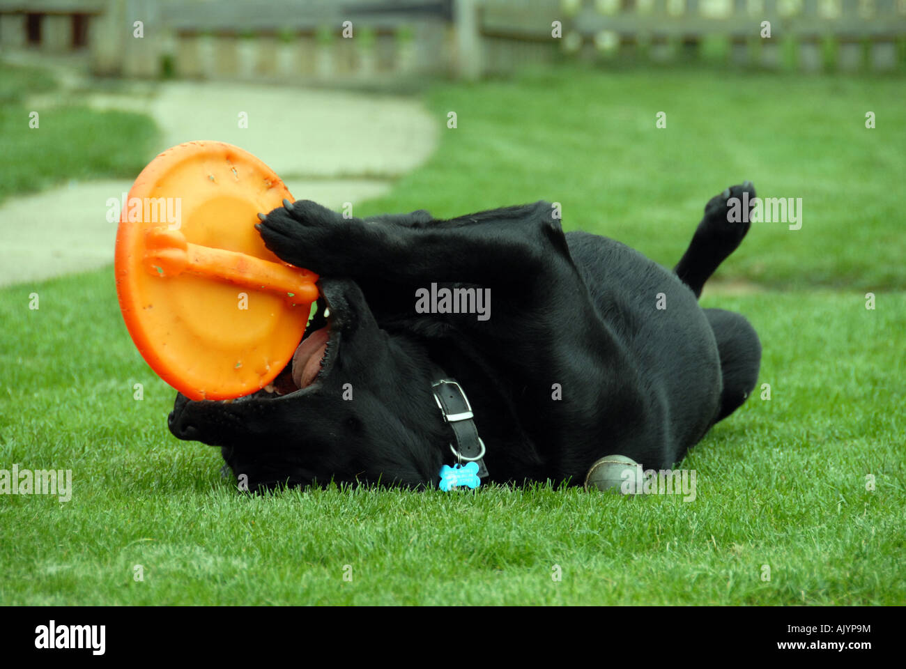 Labrador retriever jouant avec équipes de frisbee Banque D'Images