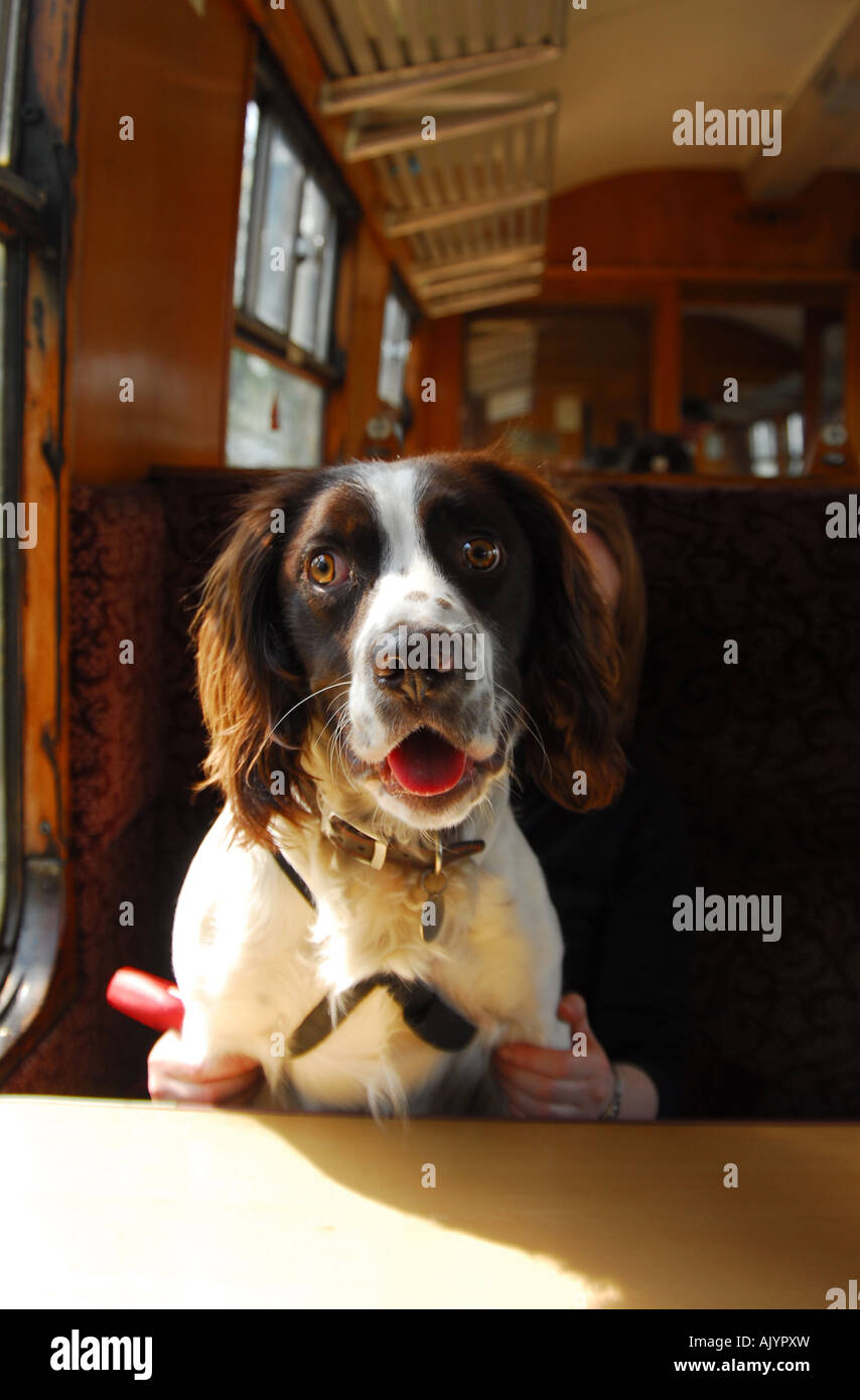 Springer Spaniel chien assis sur une chaise dans un train. comedy funny photo Banque D'Images