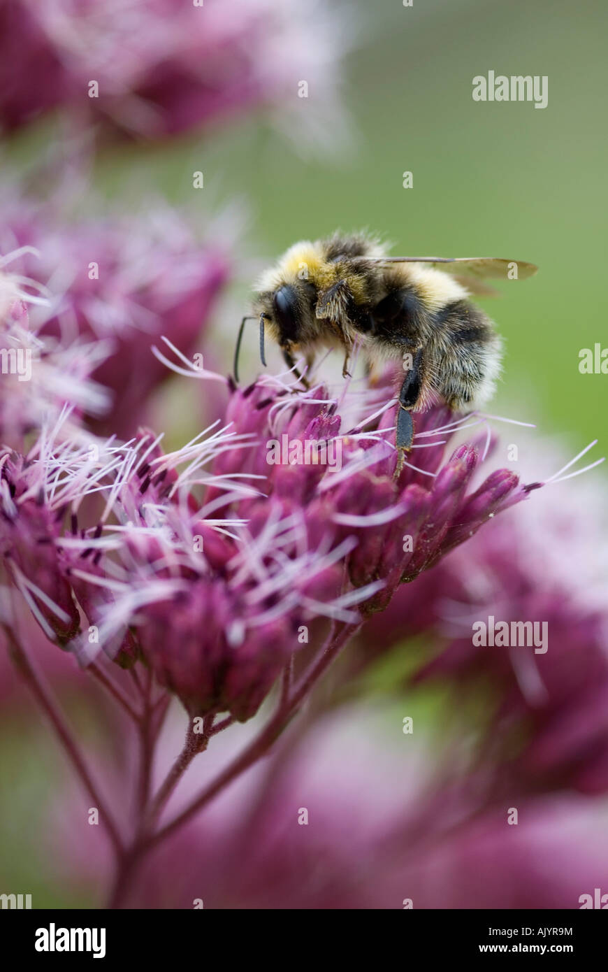 Terrestris Bombas cerf chamois Bourdon se nourrissant d'Eupatorium purpureum plant Banque D'Images