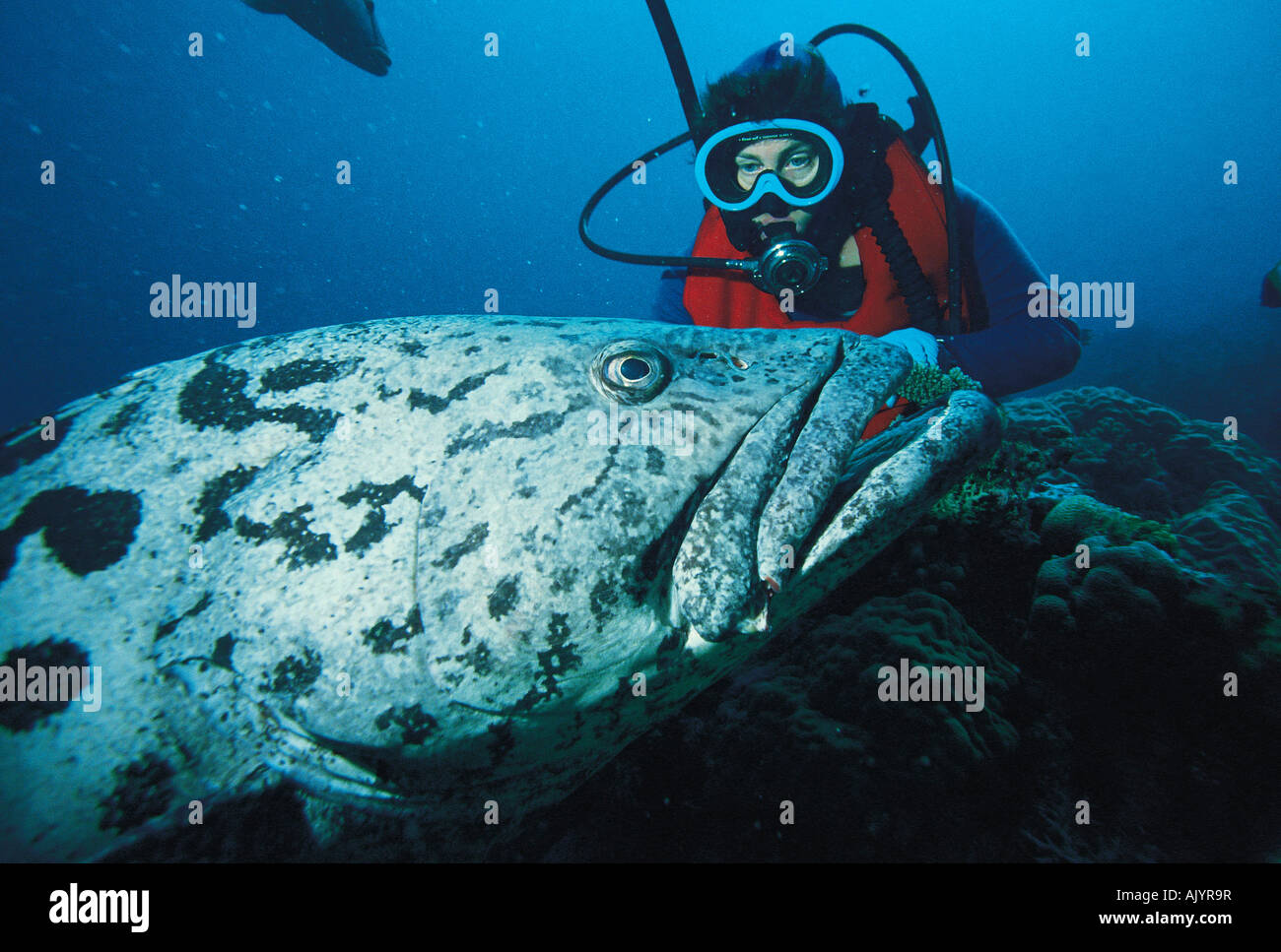 Australie. Grande barrière de corail. Plongeur sous-marin féminin. Confrontation avec le mérou de la pomme de terre (Epinephelus tukula). Banque D'Images