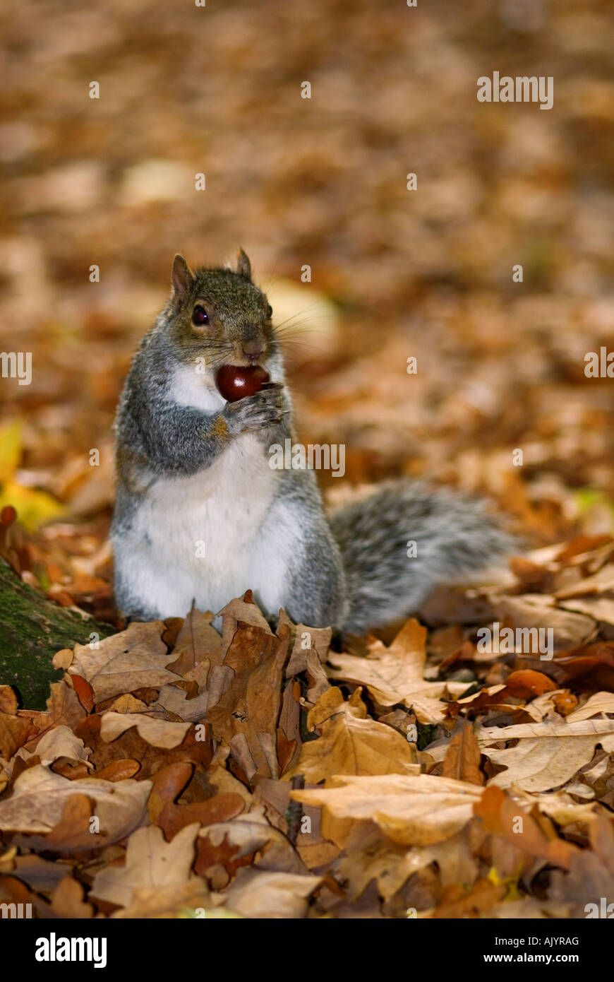 L'Écureuil gris de l'écrou de l'alimentation à l'automne Banque D'Images