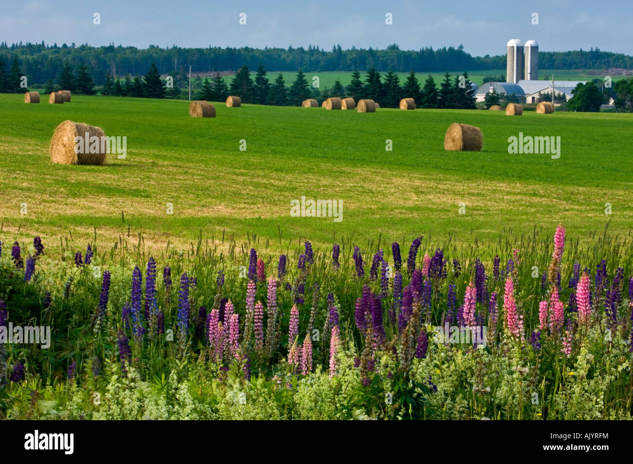 Rouleaux de foin et de lupins, Hamilton, PE/Île-du-Prince Edward Island, Canada Banque D'Images