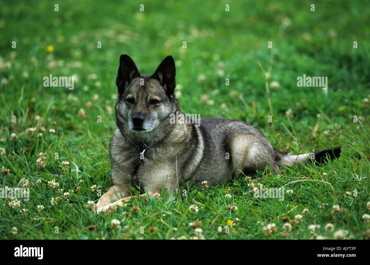 Mischlingshund auf Wiese liegend rocé chien portant sur l'herbe Banque D'Images