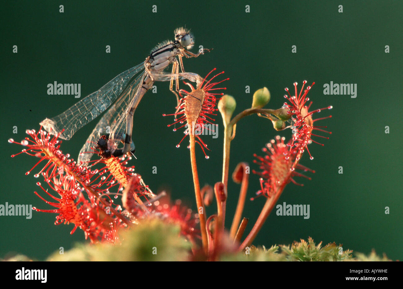 Oblong-leaved Sundew Banque D'Images