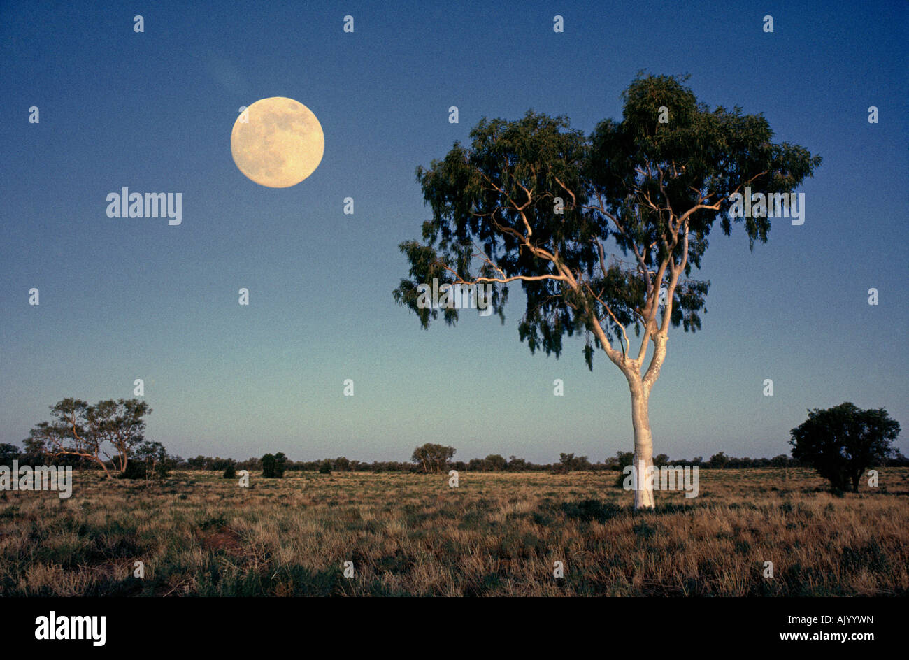 L'AUSTRALIE OUTBACK QUEENSLAND un lever de gum tree dans l'Outback du Queensland à distance Banque D'Images