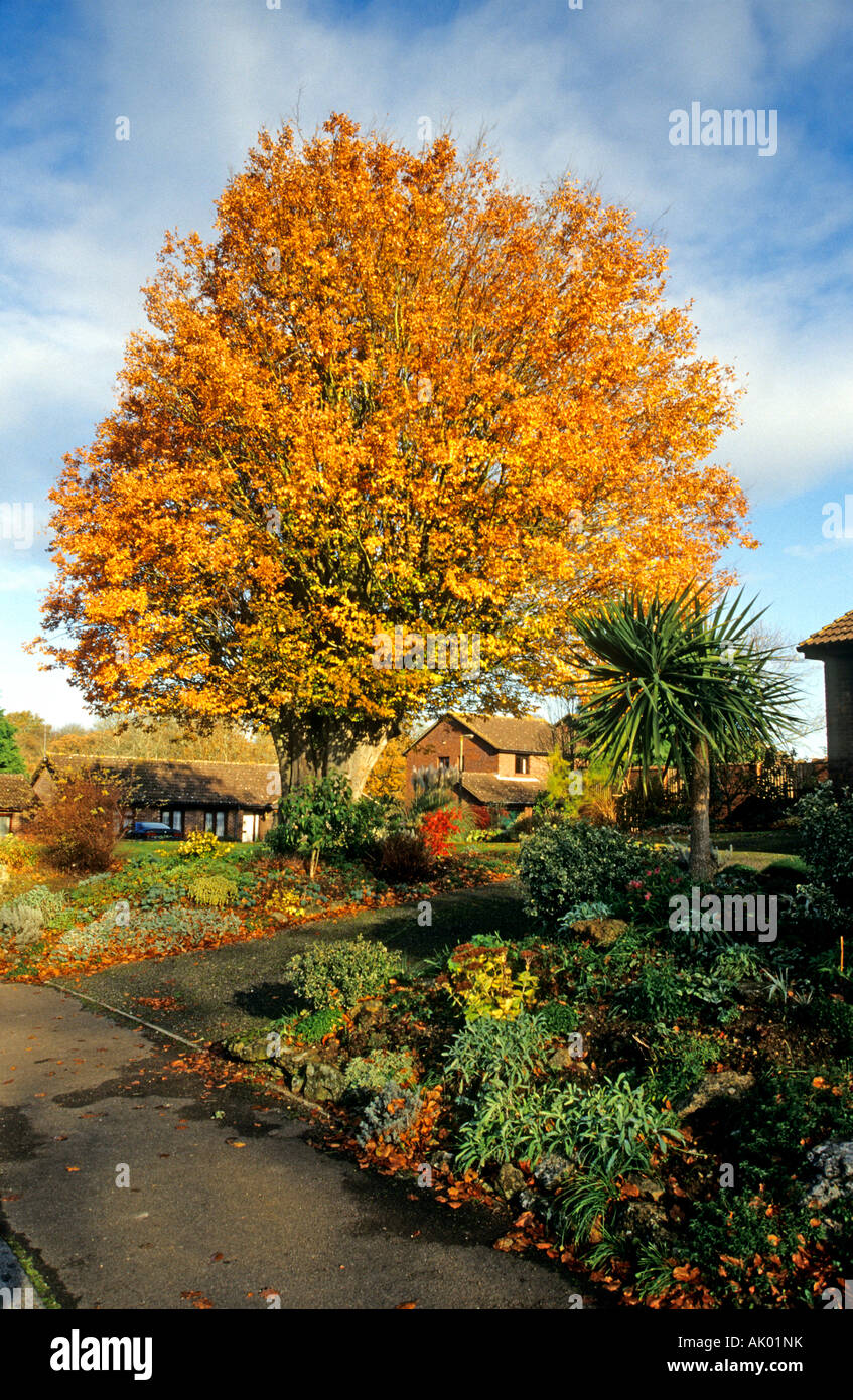 Orme de race blanche dans un petit jardin à Bromham Garbsen England UK UE Banque D'Images