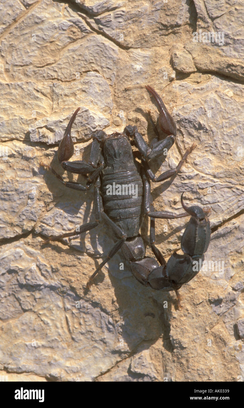 Scorpion Noir l'Arabie Saoudite Banque D'Images
