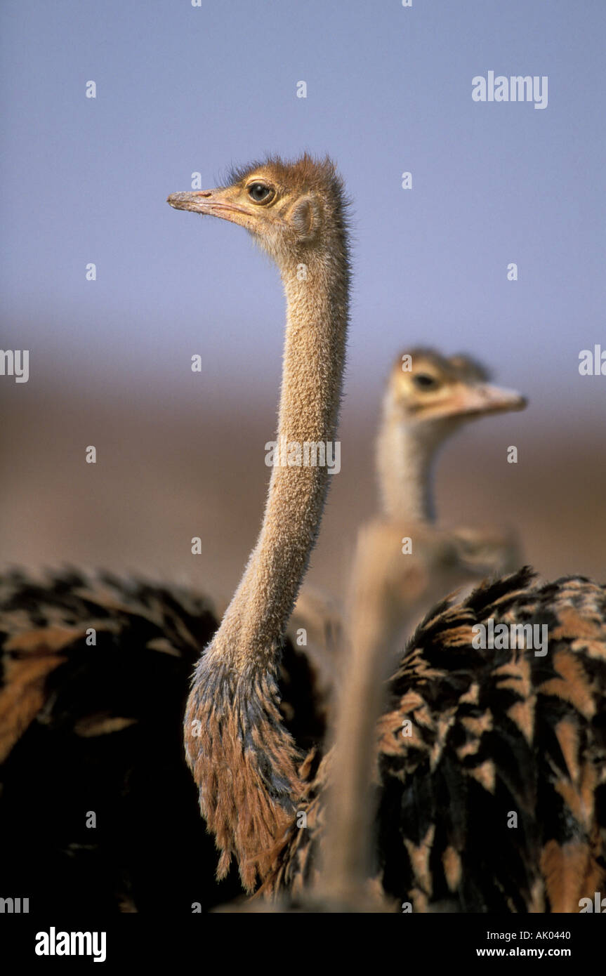 Autruches dans arabain desert Banque D'Images