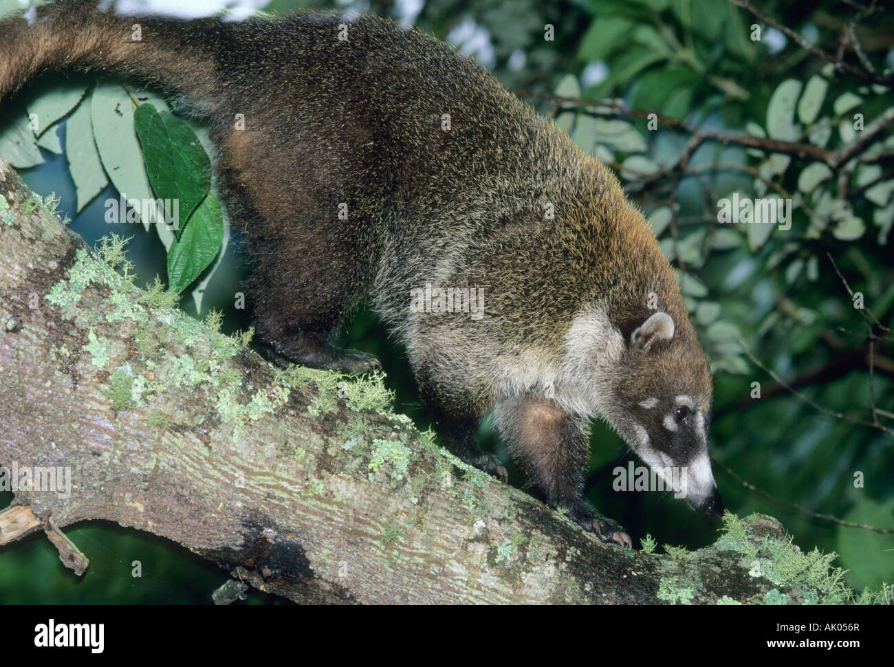 Coati à nez blanc (Nasua narica) dans l'arbre, parc national La Amistad (Costa Rica Banque D'Images