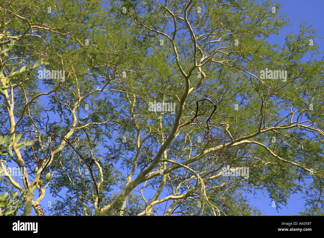 Branches de l'arbre de la fièvre, Kruger National Park Banque D'Images