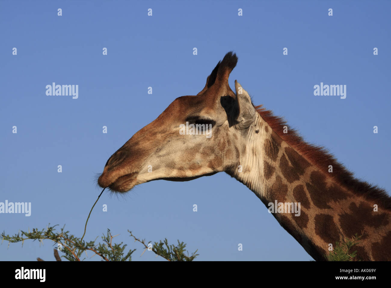 Girafe à Hluhluwe Imfolozi Banque D'Images