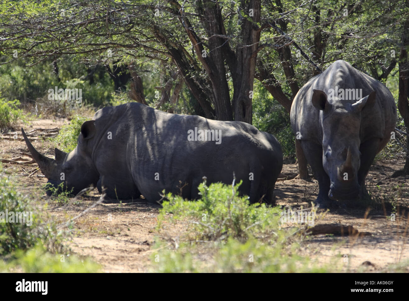 White Rhino sous un acacia, Hluhluwe Imfolozi Banque D'Images