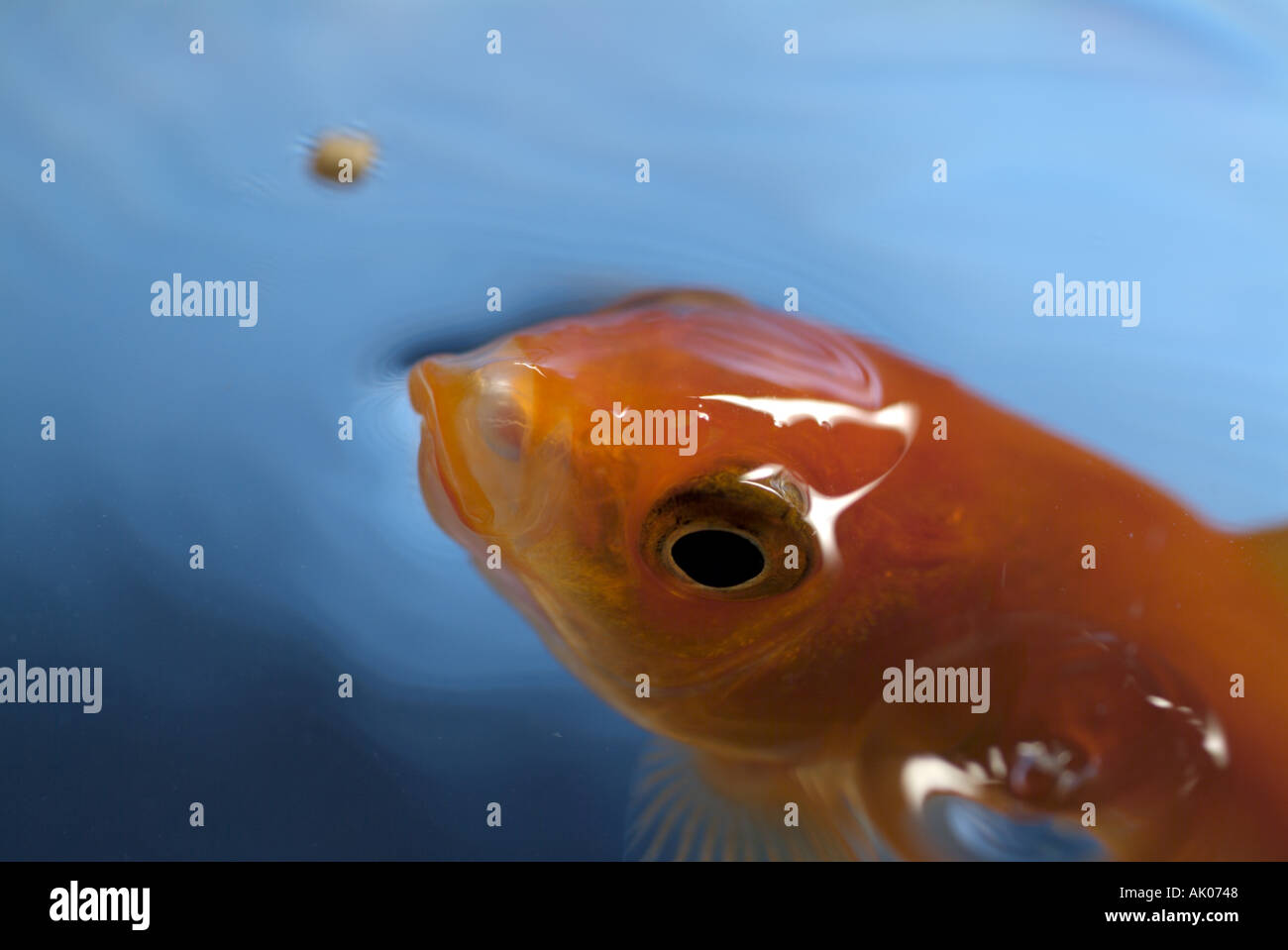 Goldfish ouvrant sa bouche pour attraper sa nourriture Banque D'Images
