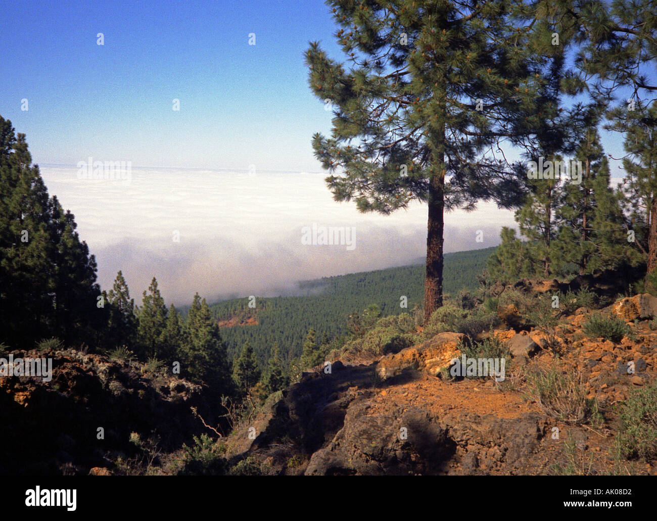 Au-delà des nuages au-dessus de mont cloudscape beauté pin Pic haut arbre ciel National Park Tenerife Espagne Europe Banque D'Images