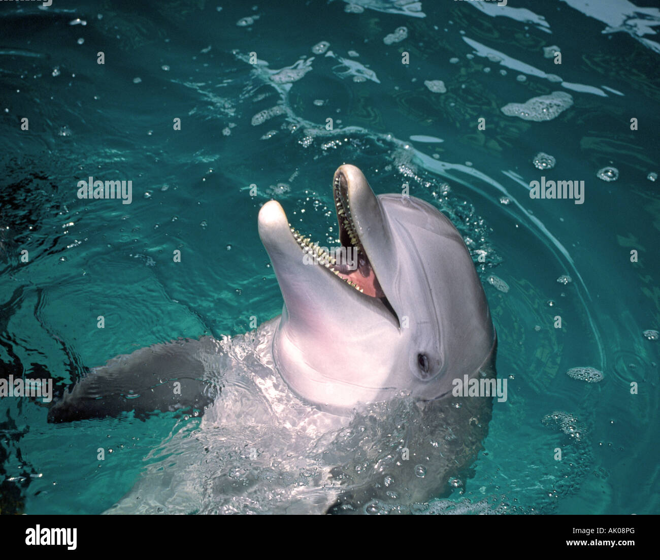 Portrait d'une bouteille nosed dolphin du Pacifique ou un marsouin Banque D'Images