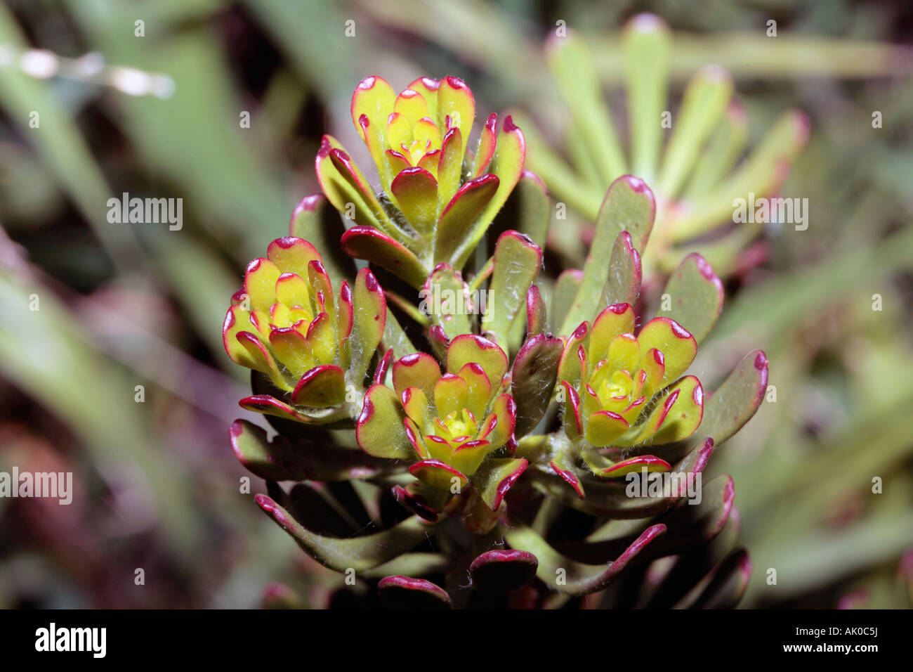 - Succulentes Crassula ovata Banque D'Images