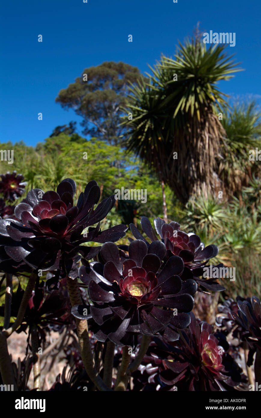 Fleurs Noir de Aeonium Arboreum Atropurpureum Rose pourpre arbre avec ciel bleu en arrière-plan Banque D'Images