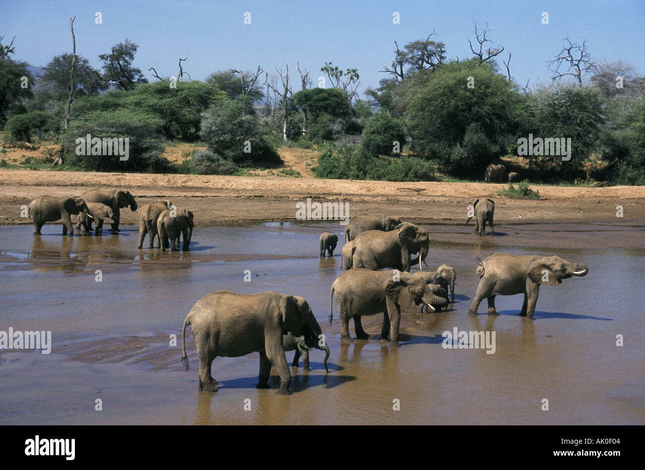 Les éléphants boivent dans la rivière Kenya Banque D'Images