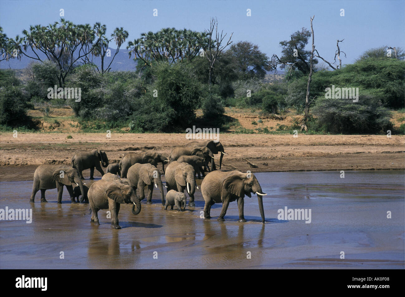 Les éléphants boivent dans la rivière Kenya Banque D'Images