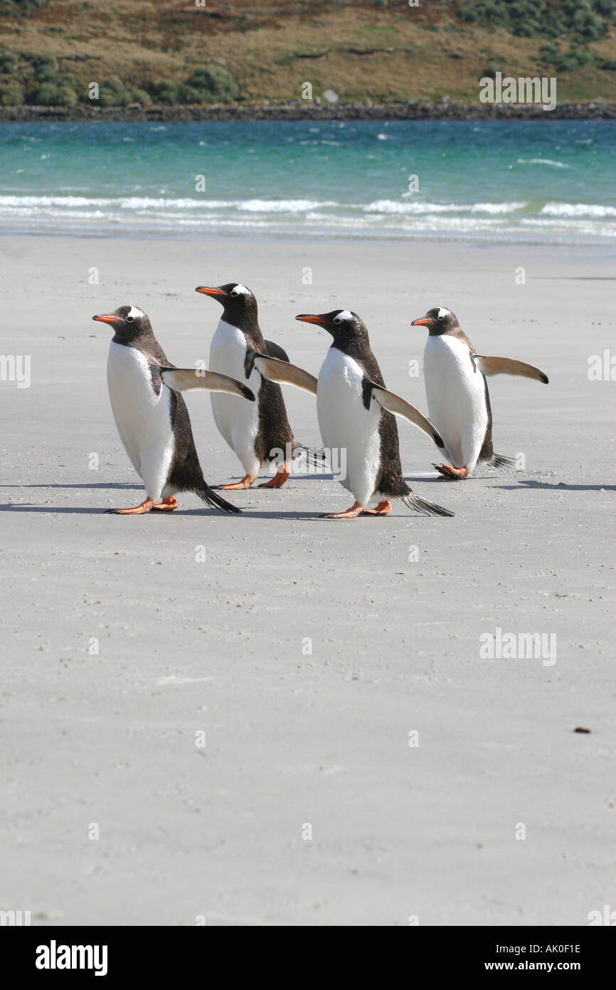 Quatre manchots papous (Pygoscelis papua) à pied par la plage de sable blanc sur l'île de la carcasse dans les îles Falkland Banque D'Images