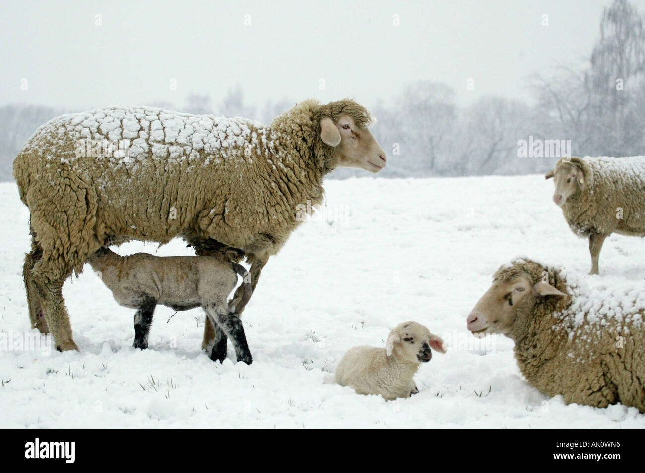 Les moutons domestiques / mouton mérinos / / Hausschaf Merinoschaf Banque D'Images