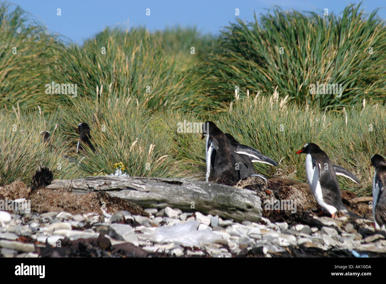 Manchots sur la plage à St Andrews Bay Géorgie du Sud,de l'Antarctique. Banque D'Images