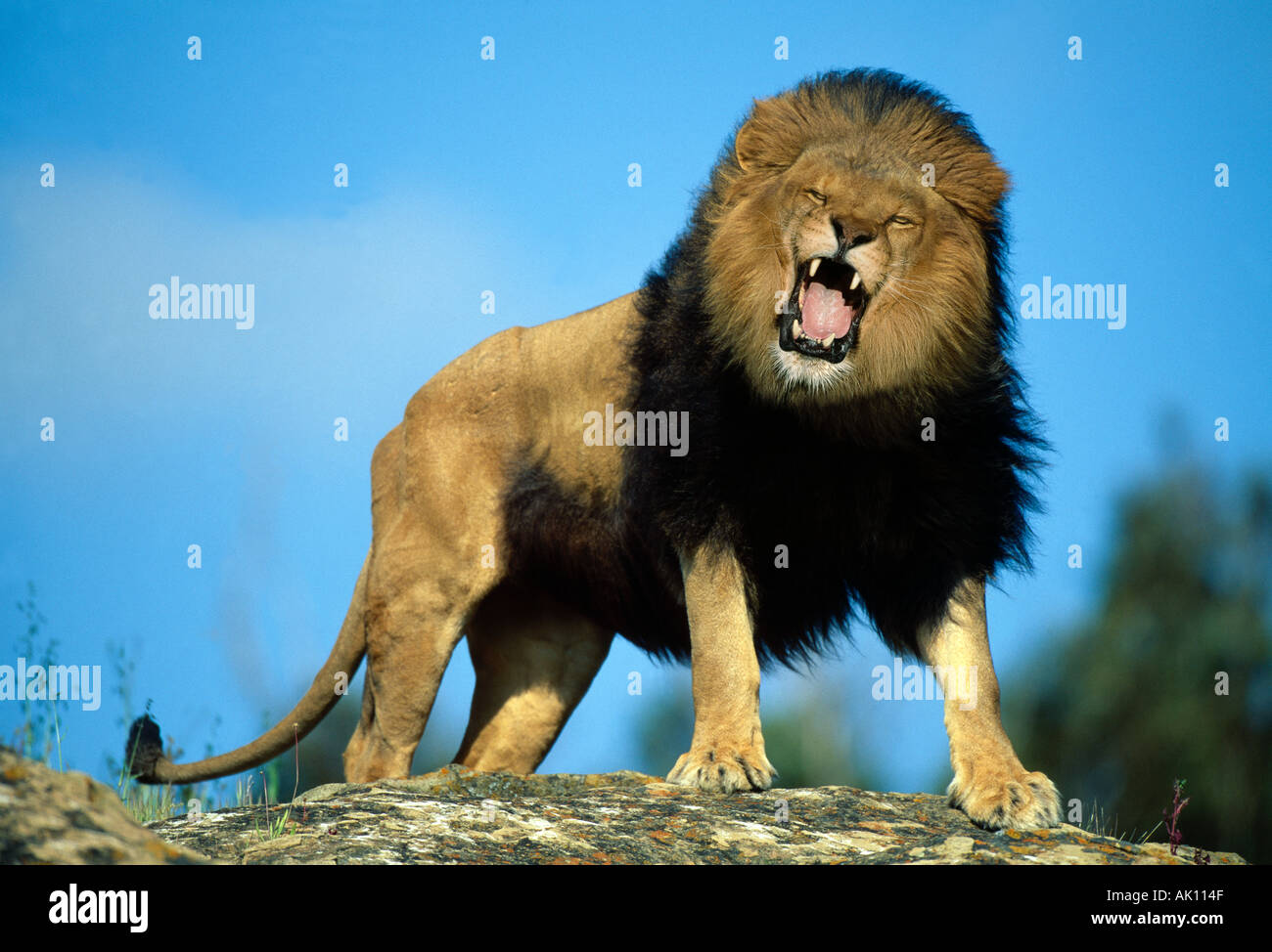 L'African Lion Roaring Modèle Animal Banque D'Images