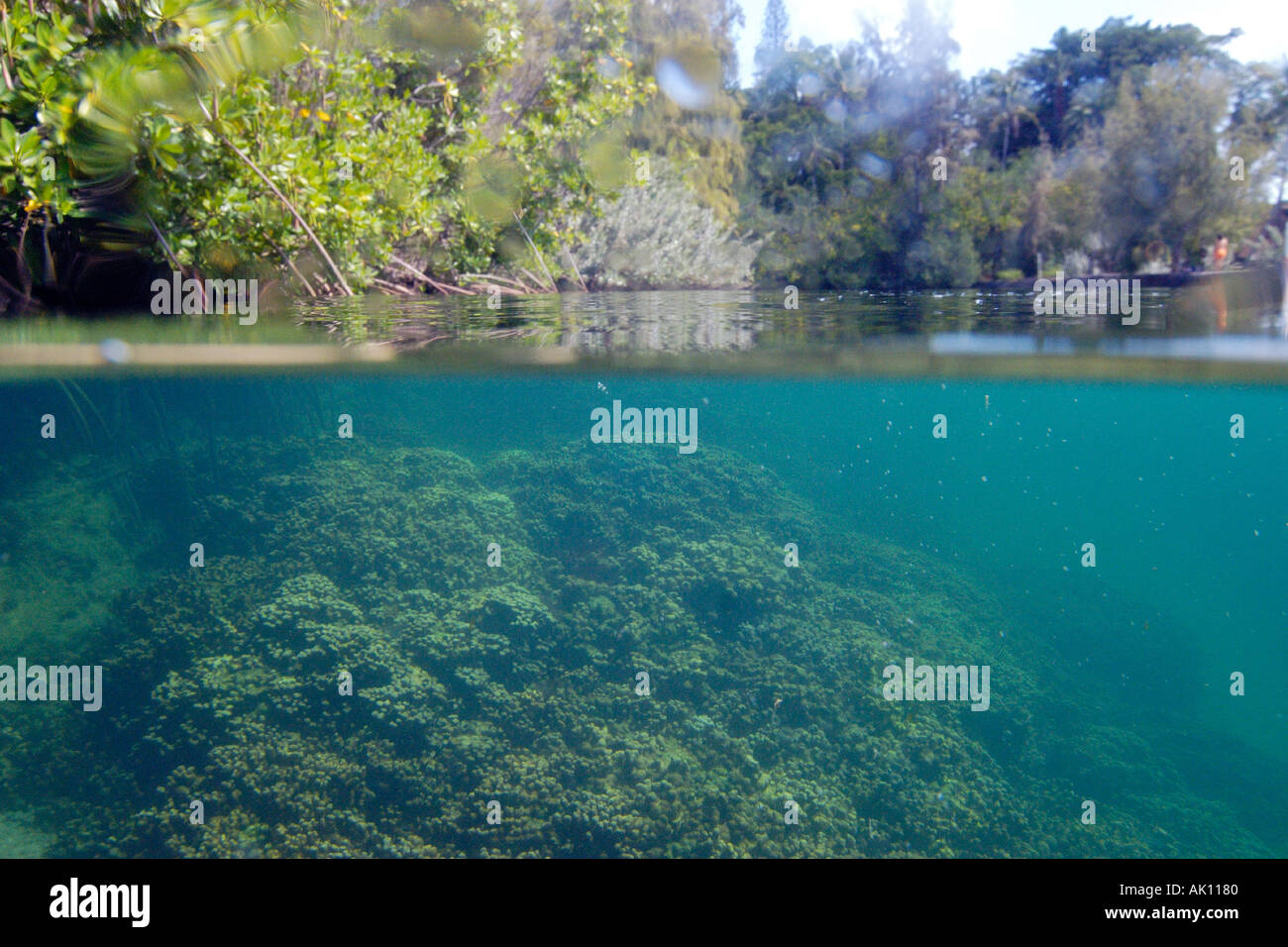 Les récifs coralliens et des mangroves a introduit la baie de Kaneohe Oahu Hawaii Pacific N Banque D'Images