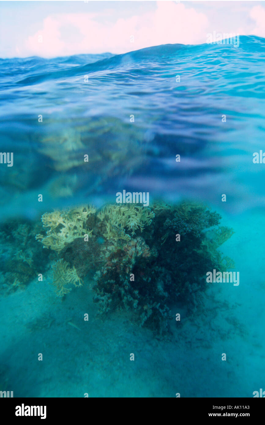 Tête de corail Laura Majuro Îles Marshall N Pacifique Banque D'Images