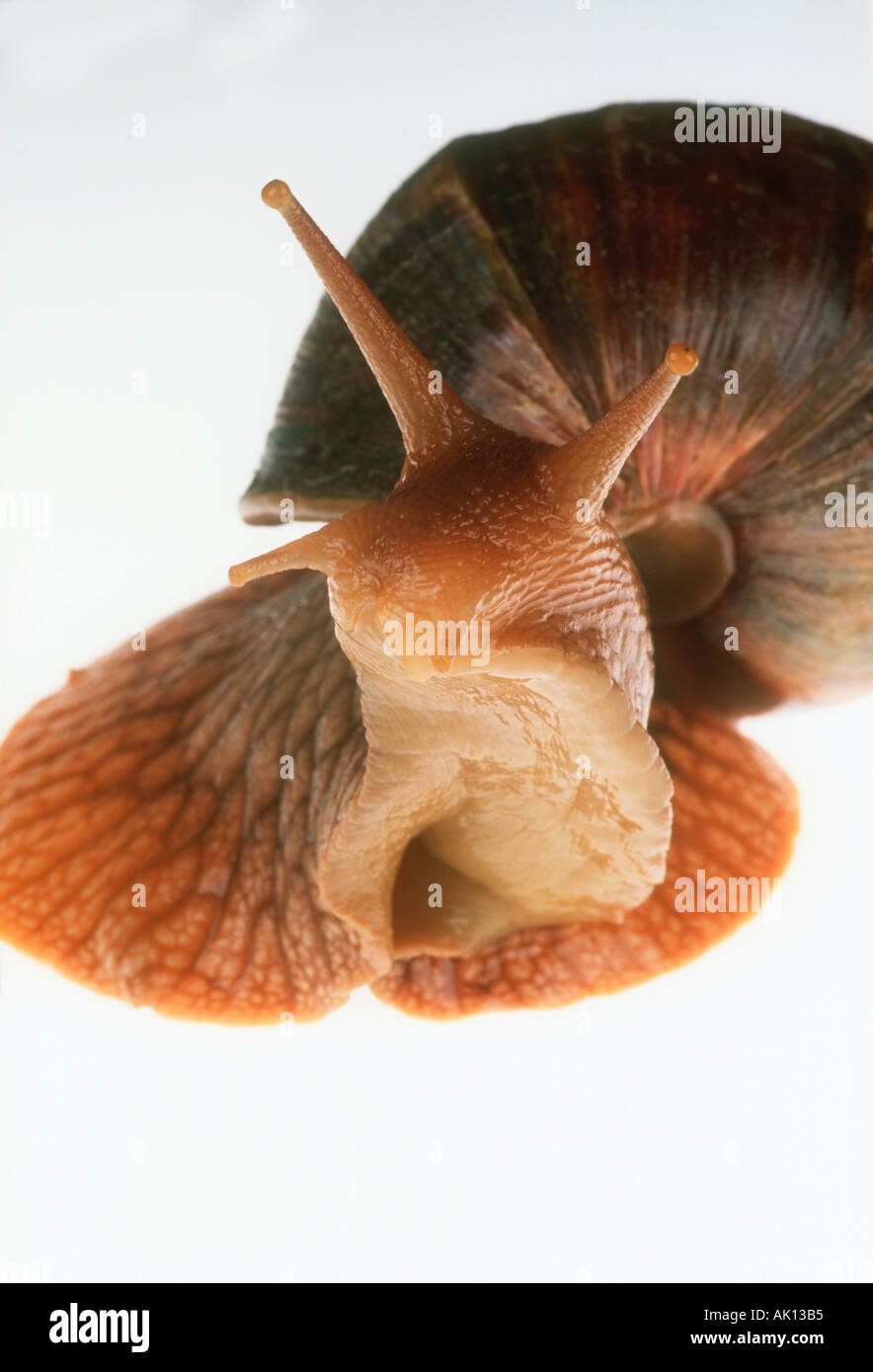 L'escargot africain Achatina immaculata grand escargot jusqu'à 200 mm de longueur est de l'Afrique Banque D'Images