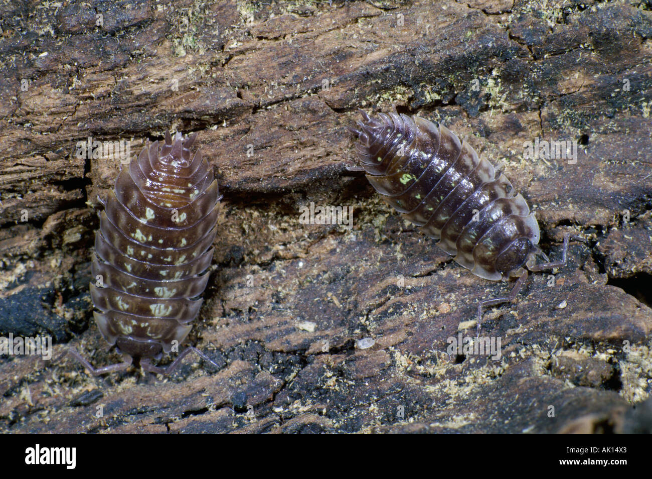 Poux de bois Banque de photographies et d’images à haute résolution - Alamy