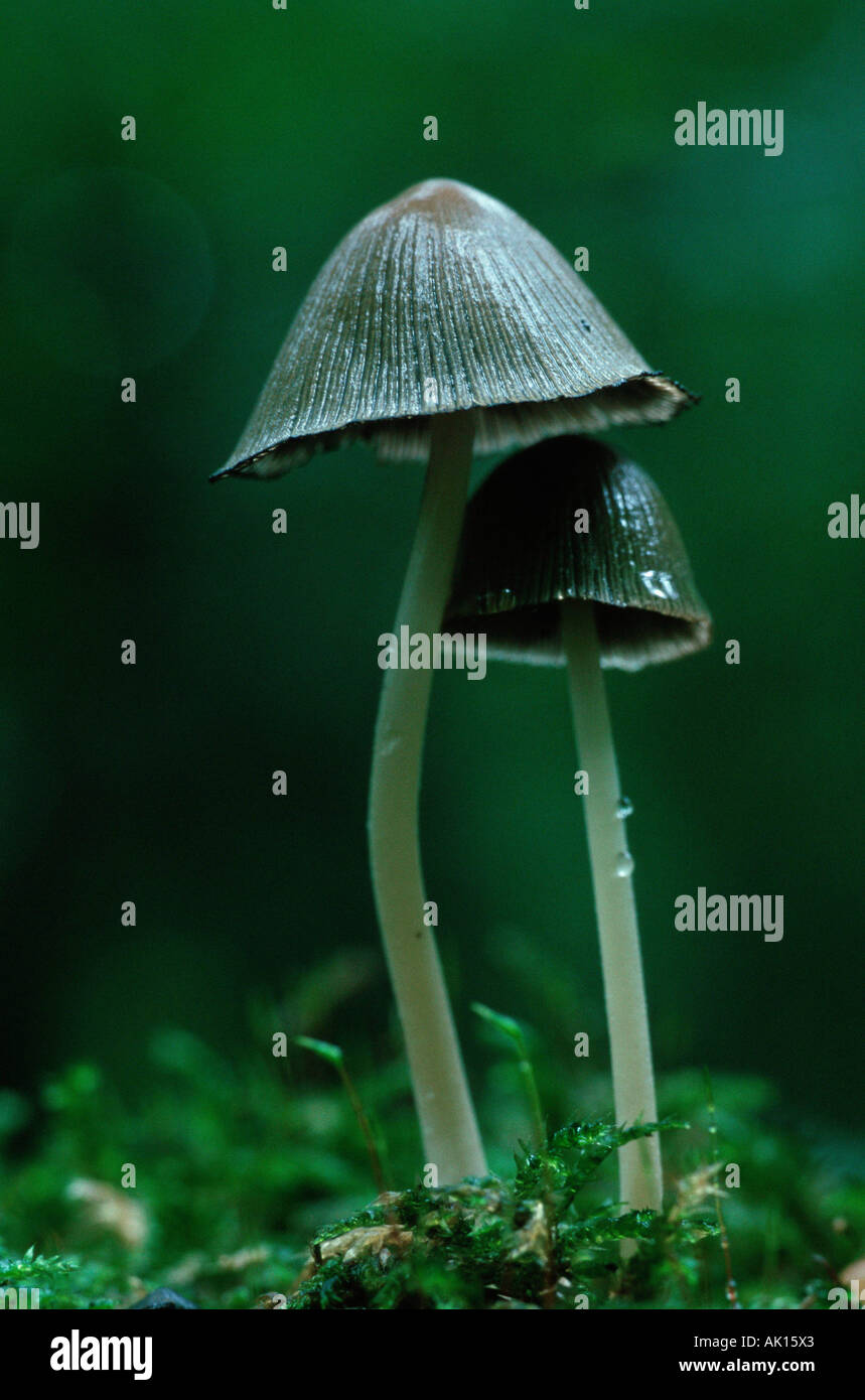 «Zapfenruebling / champignons / Fichtenzapfenruebling Banque D'Images