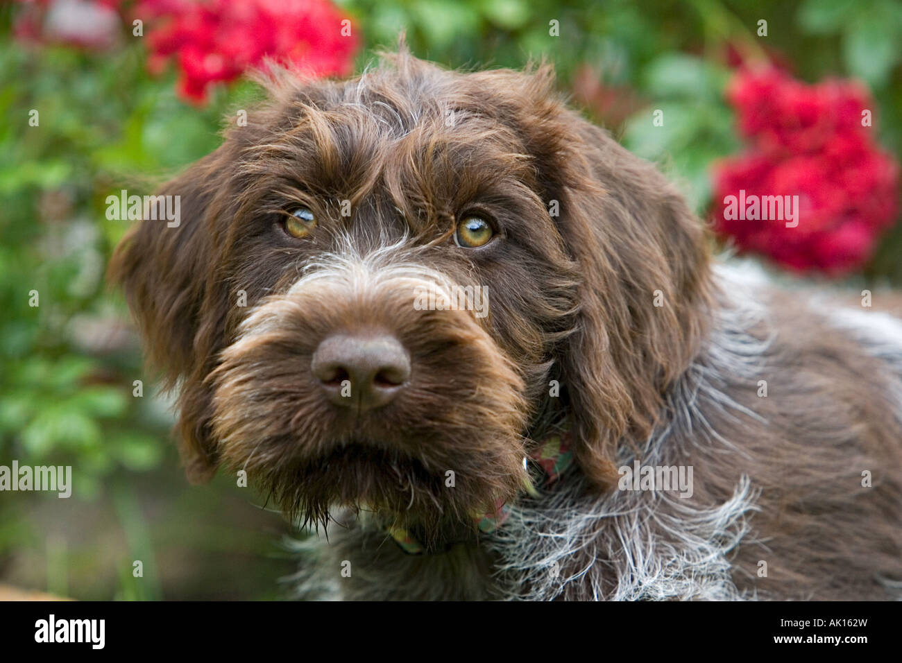 Chien Griffon Korthal Chiot Portrait Photo Stock Alamy Chien Griffon Korthal Chiot Portrait Photo Stock Alamy