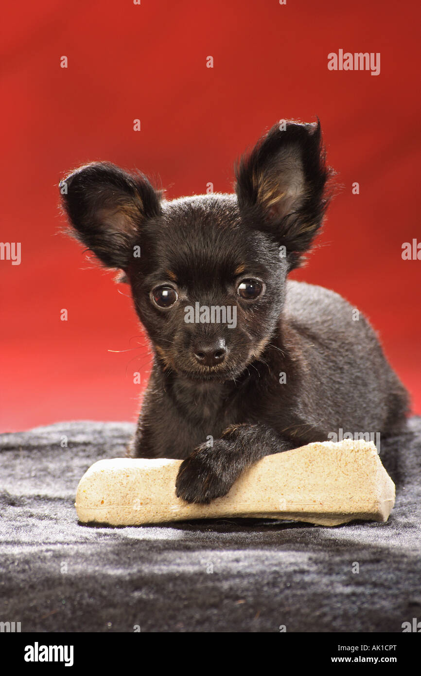 Toy Terrier puppy avec de l'os Banque D'Images Toy Terrier puppy avec de l'os Banque D'Images