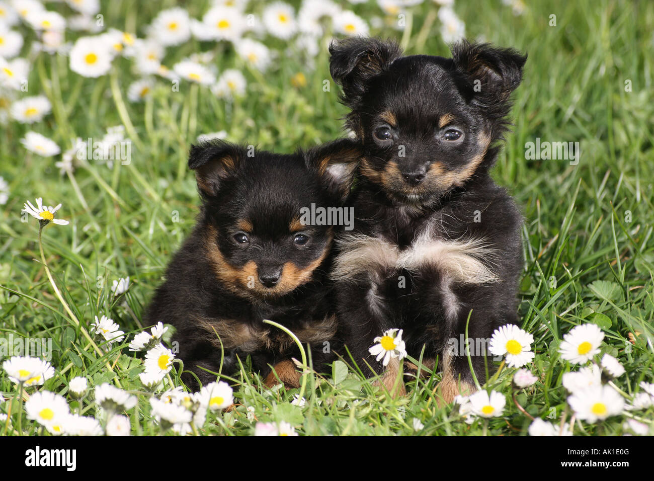 Deux Toy Terrier chiots assis dans la prairie Banque D'Images Deux Toy Terrier chiots assis dans la prairie Banque D'Images
