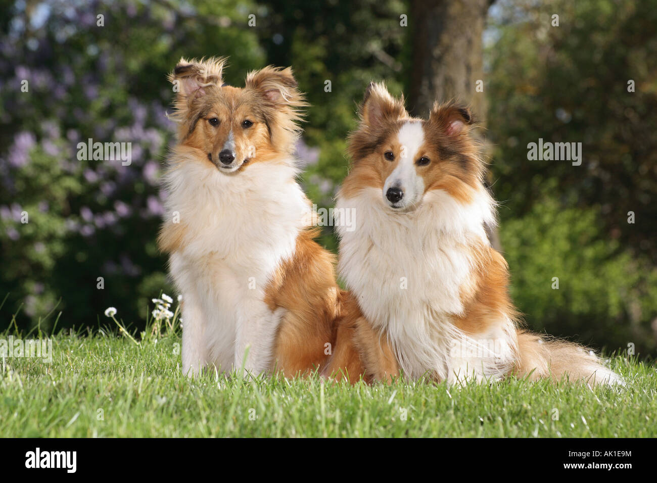 Deux Collies assis dans la prairie Banque D'Images Deux Collies assis dans la prairie Banque D'Images