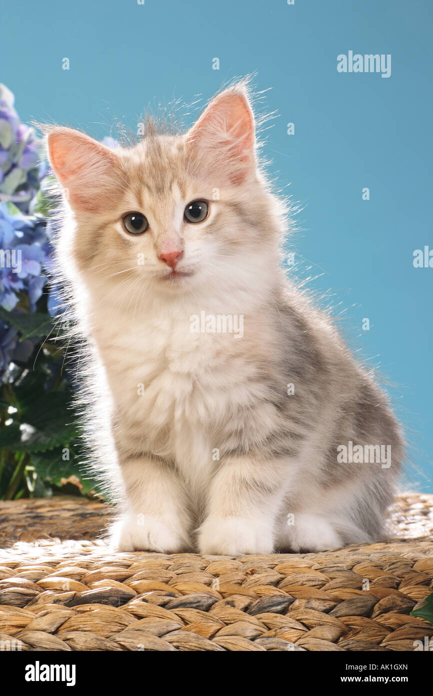 Norwegian Forest cat - chaton assis Banque D'Images Norwegian Forest cat - chaton assis Banque D'Images
