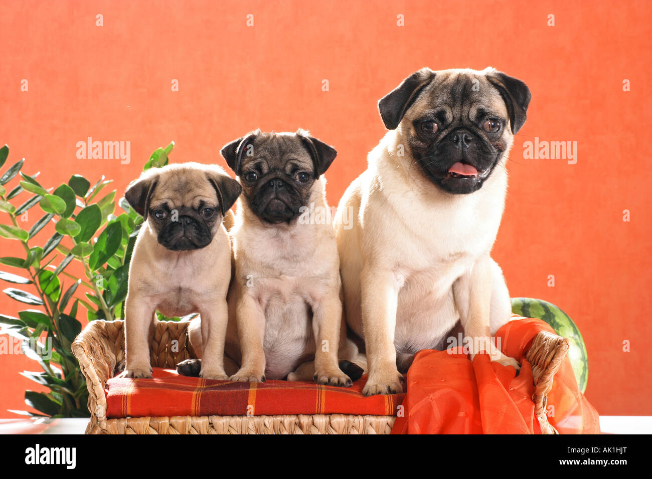 Le PUG et deux chiots - séance Banque D'Images Le PUG et deux chiots - séance Banque D'Images