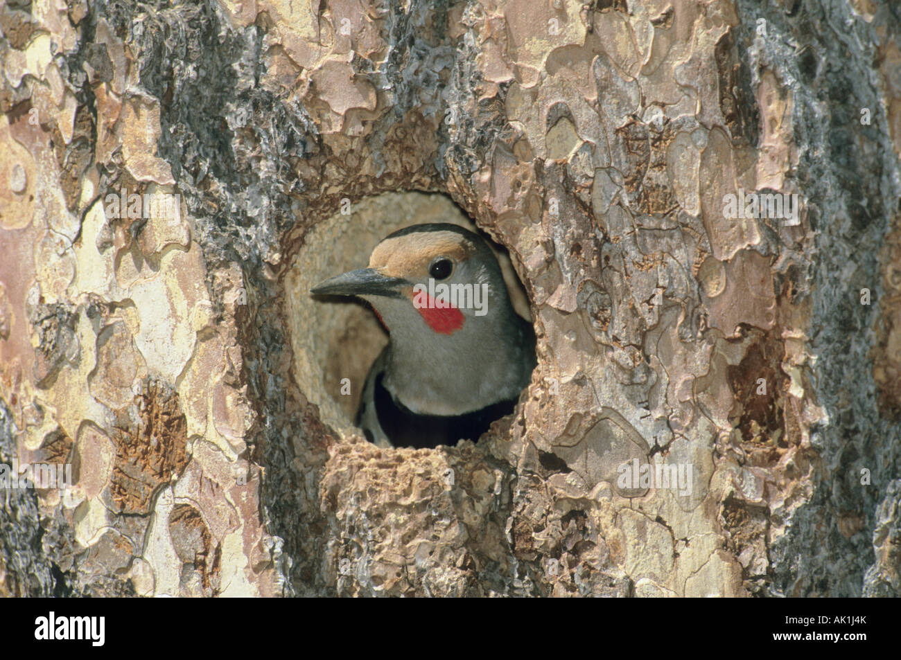 Red-Shafted Colaptus ou Pic flamboyant (auratus) dans nid le pin ponderosa, Icicle Creek, l'Est de Washington, USA Banque D'Images