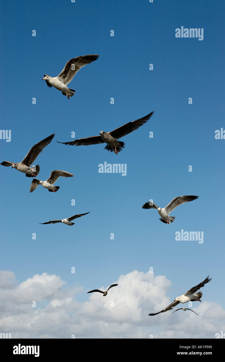 Troupeau de mouettes en vol Banque D'Images